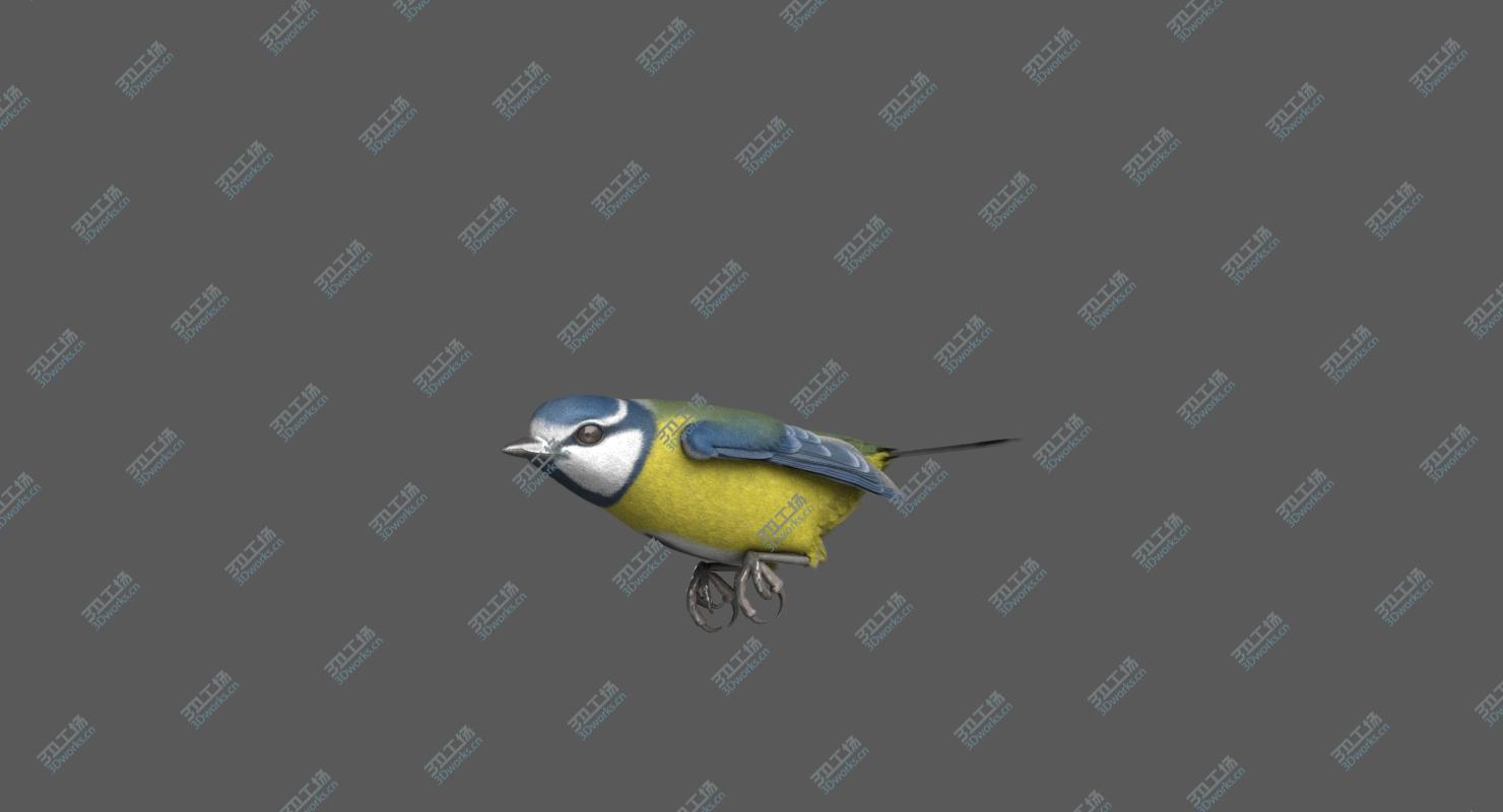 images/goods_img/20210319/Eurasian Blue Tit (Animated) 3D model/5.jpg